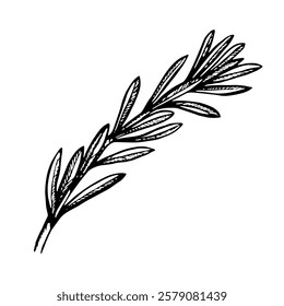 A sprig of spicy rosemary. A hand-drawn vector graphic illustration. Black and white image. Highlighted from the background. Perfect for menus, recipe books, packages, labels, and more.