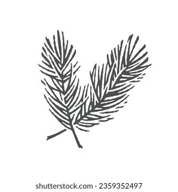 Sprig of spruce. Christmas decoration. Hand drawn engraving style illustrations.
