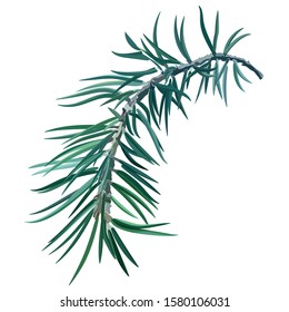 Sprig of spruce. Fir tree. Postcard for New Year and Christmas. Vector illustration, EPS 10.