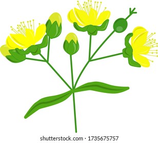Sprig of St. John's wort isolated on a white background.