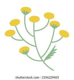 Sprig of tansy in flat style. Beautiful wild flower.