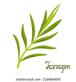 A sprig of tarragon on a white background. Herbs.
