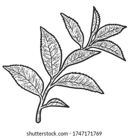 Espiral con hojas de árbol de té. Esbozar la imitación de tablero de arañazos. Blanco y negro. Grabando ilustración vectorial.
