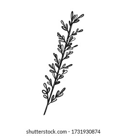 A sprig of thyme. Herbs for cooking, cooking. Doodle style. Drawn by hand and isolated on a white background. For menu design, recipes, and food packaging. Black and white vector illustration