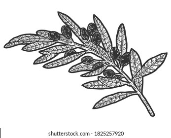 A sprig of wild olives. Sketch scratch board imitation. Black and white.