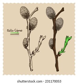 sprig of willow