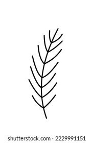 Sprig of winter pine, fir, spruce. Coniferous tree branch vector icon christmas. Hand drawn illustration botanical clipart for decoration, card design, invitation web.