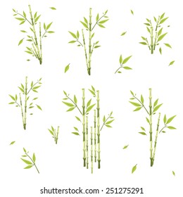 sprigs of bamboo of different lengths , height, on a white background