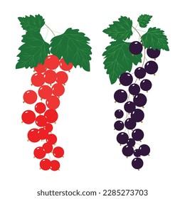 Sprigs of black and red currants on a white background.Currant vector drawing.