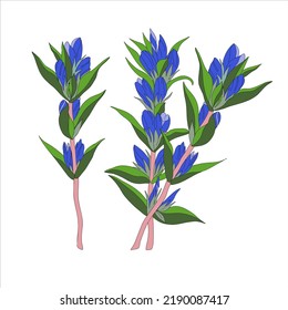 Sprigs of blue gentian. Gentian - birth flower, vector illustration.Gentiana. Montain wildflower. Hand drawn line sketch. Vector illustration isolated on white background.