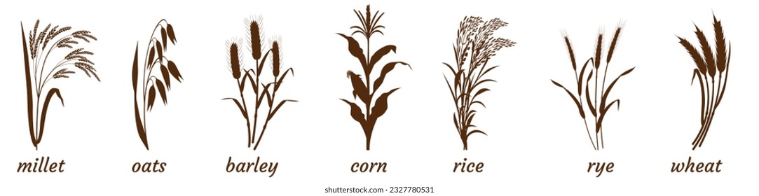 Sprigs of cereal plants on white. Silhouette of bunch of millet, barley and wheat. Oatmeal and rice stalk icon. Elements for the design of packaging of cereals