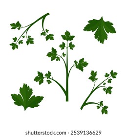 A sprigs of common parsley. Part of my color flat set of the 15 best herbs for cooking. Greens on a white. Herbs for meat, fish, drinks and cocktails. For app, design, web, interface, ad. Vector EPS