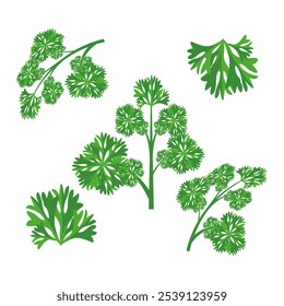 A sprigs of curly parsley. Part of my color flat set of the 15 best herbs for cooking. Greens on a white. Herbs for meat, fish, drinks and cocktails. For app, design, web, interface, ad. Vector EPS 10