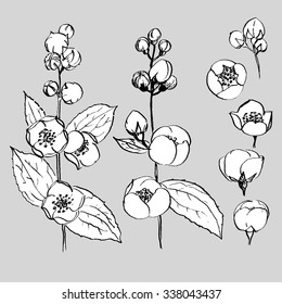 Sprigs and flowers of jasmine flowers. Hand drawn vector set.