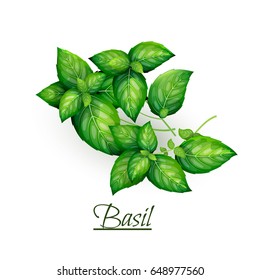 Sprigs of fresh delicious basil in realistic style, isolated on white background