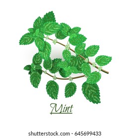 Sprigs of fresh delicious mint in realistic style, isolated on white background
