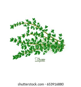 Sprigs of fresh delicious thyme in realistic style, isolated on white background