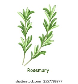 Sprigs of fresh green rosemary , vegetarian food, healthy menu. Herbs spice, salad and meals. Rosemary leaves for print design, cosmetic products, cooking, aromatherapy. Mediterranean herb.