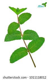 Sprigs of fresh mint in realistic style.