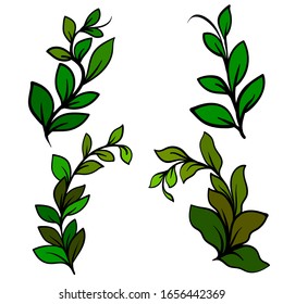 sprigs of green leaves on a white background, vector illustration. Green leaves