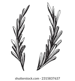 Sprigs of herbs with leaves. Graphic illustration, hand drawn in black and white. EPS vector. Isolated objects on a white background.