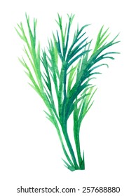 sprigs of herbs - watercolor hand drawing