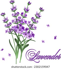 Sprigs of lavender in the illustration.Vector illustration with lavender flowers on a transparent background with text.