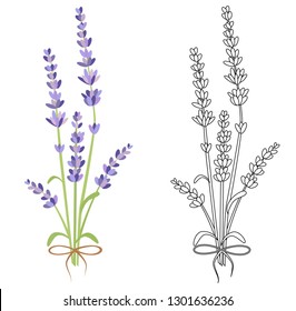Sprigs of lavender on a white background in color and black and white sketch