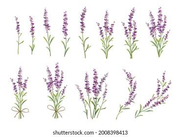 Sprigs of lavender set. Vector colorful illustration.