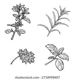 Privilhas e folhas de salsa e manjericão, cominho e estragão, esboço preto e branco. Ilustração vetorial. Plantas aromáticas e especiarias isoladas sobre fundo branco. Primavera com folhas.