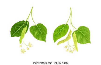 Brotes de árbol de lino con flores de miel, brotes y hojas, ilustraciones vectoriales