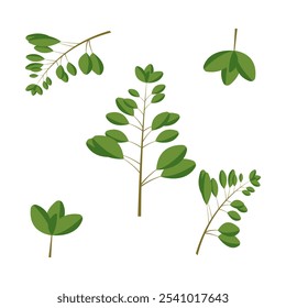 A sprigs of marjoram. Part of my color flat set of 15 best herbs for cooking. Greenery on a white. Herbs for meat, fish, drinks and cocktails. Used dev, app, design, web, ui, advertising.Vector 10 EPS