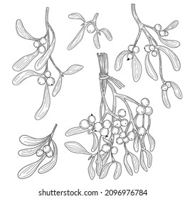 Sprigs of mistletoe in vector on isolated white background. Linear vector graphics