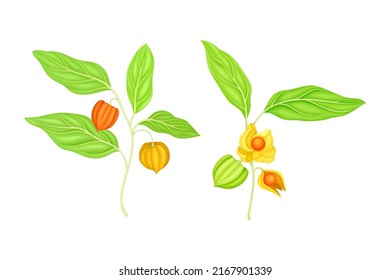 Razas de fisalis de frutas. Planta de bayas doradas, ilustración de vectores de alimentos antioxidantes orgánicos