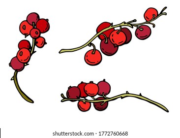Sprigs with red currant berries. Cartoon style White background, insulator. Stock illustration.