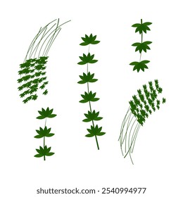 A sprigs of thyme. Part of my color flat set of 15 best herbs for cooking. Greenery on a white. Herbs for meat, fish, drinks and cocktails. Used dev, app, design, web, ui, advertising. Vector 10 EPS