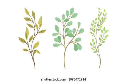 Sprigs and Twiglets with Green Leaves as Botanical Foliage Vector Set