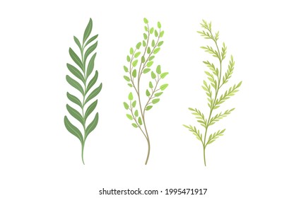 Sprigs and Twiglets with Green Leaves as Botanical Foliage Vector Set