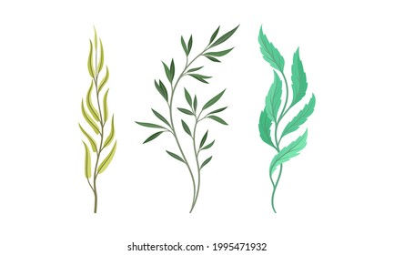 Sprigs and Twiglets with Green Leaves as Botanical Foliage Vector Set