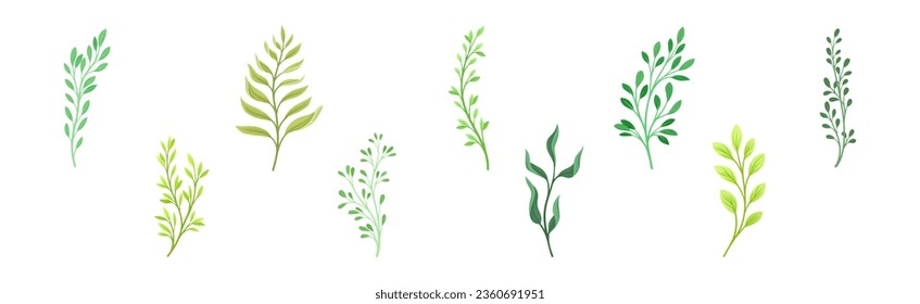 Sprigs and Twiglets with Green Leaves as Botanical Foliage Vector Set
