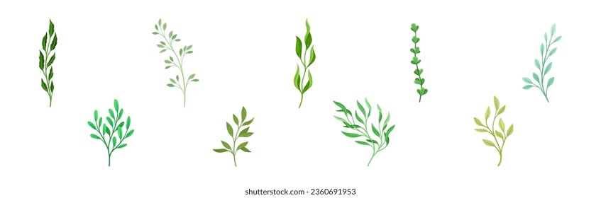 Sprigs and Twiglets with Green Leaves as Botanical Foliage Vector Set