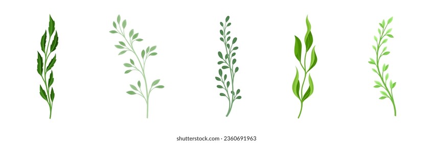 Sprigs and Twiglets with Green Leaves as Botanical Foliage Vector Set