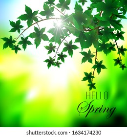 
Spring abstract background, bright sunny day, chestnut leaf branch