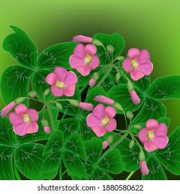
Spring abstract background, vector floral design. Pink oxalis flowers with green leaves