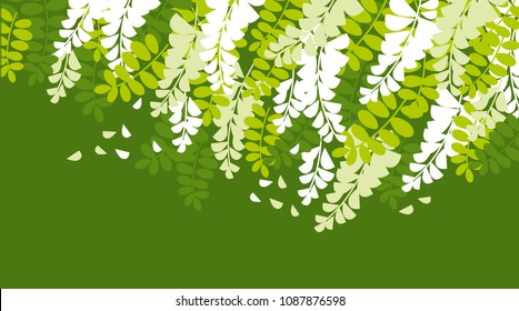 spring acacia blossom card template. white flower pattern for header, poster, cover. floral stock vector illustration. 