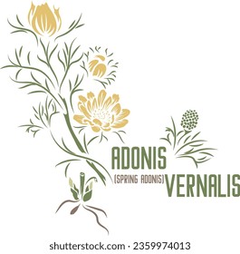 Spring Adonis herb in color vector silhouette. Medicinal Adonis vernalis plant. Set of Pheasant's eye, the golden flowered spring or vernal Adonis in color image for pharmaceuticals. Medicinal herbs