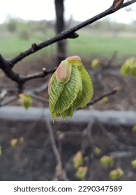 Spring is in the Air: Trees Bud, Sun Shines, and the Air is Clean!