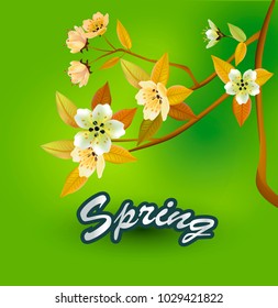 Spring. All wakes up, flowers sakura blossom.Vector sakura  . postcard . menu.
