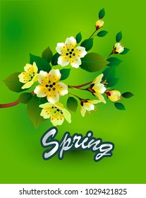 Spring. All wakes up, flowers sakura blossom.Vector sakura  . postcard . menu.
