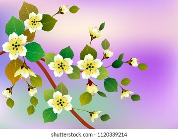 Spring. All wakes up, flowers sakura blossom .